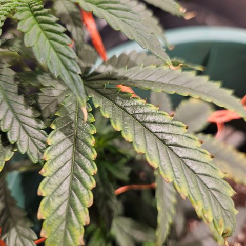 Gelatto#33 #1 growlog timeline photo