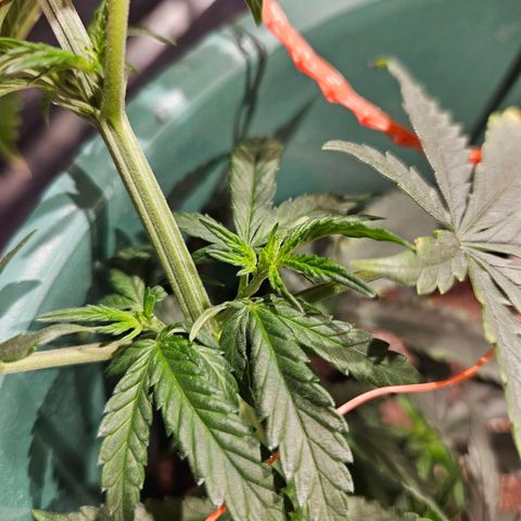 Gelatto#33 #1 growlog timeline photo