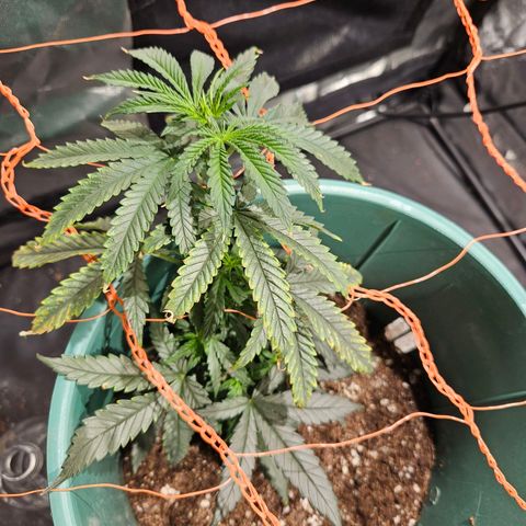 Gelatto#33 #1 growlog timeline photo