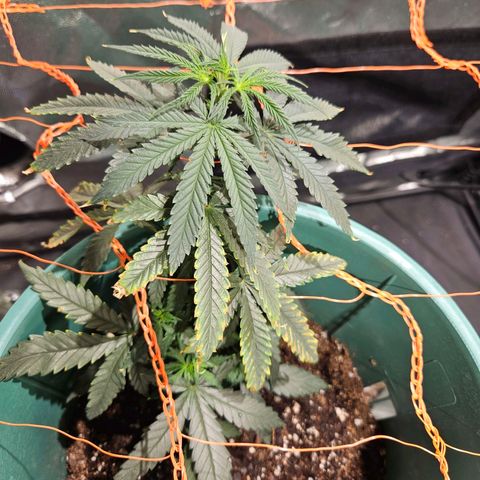 Gelatto#33 #1 growlog photo: A pesar de las quemadas.. ta linda 