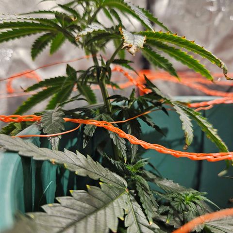 Gelatto#33 #1 growlog timeline photo