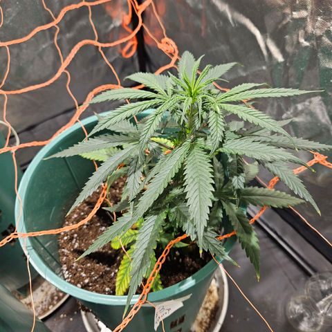 Gelatto#33 #3 growlog timeline photo