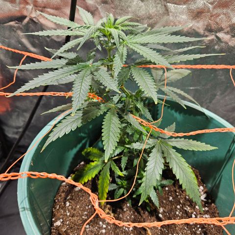 Gelatto#33 #2 growlog timeline photo