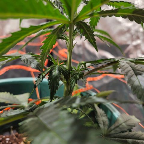 Gelatto#33 #3 growlog timeline photo
