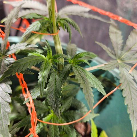 Gelatto#33 #1 growlog timeline photo