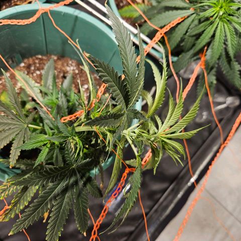 Gelatto#33 #1 growlog timeline photo