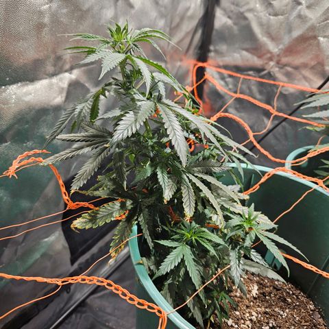 Gelatto#33 #1 growlog timeline photo