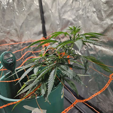Gelatto#33 #3 growlog timeline photo