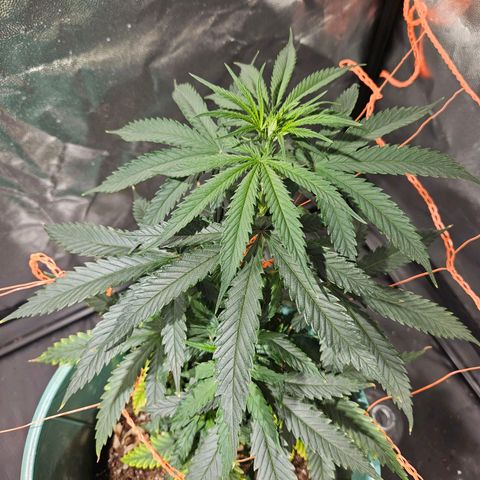 Gelatto#33 #3 growlog timeline photo