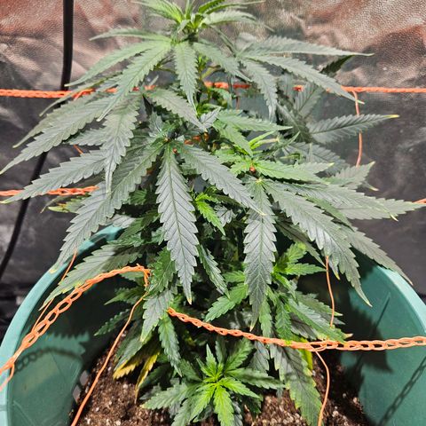 Gelatto#33 #2 growlog timeline photo