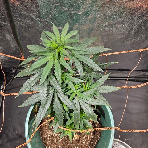 Gelatto#33 #2 growlog timeline photo