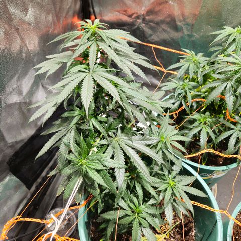 Gelatto#33 #1 growlog timeline photo
