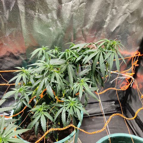 Gelatto#33 #2 growlog timeline photo