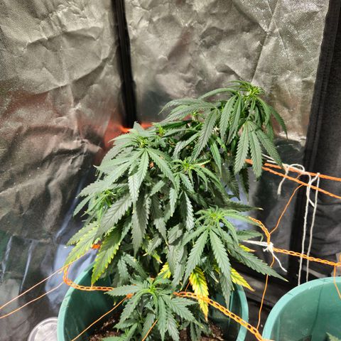 Gelatto#33 #3 growlog timeline photo