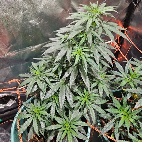 Gelatto#33 #1 growlog timeline photo