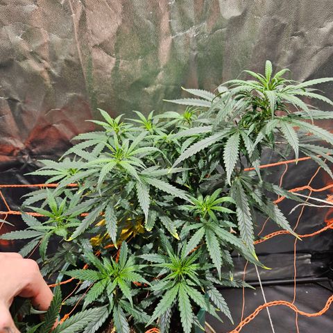 Gelatto#33 #2 growlog timeline photo