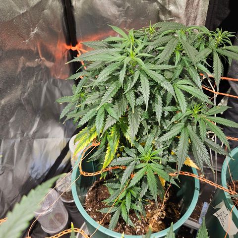 Gelatto#33 #3 growlog timeline photo