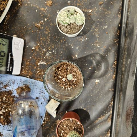 Gelatto#33 #1 growlog photo: Con compañia ahora 