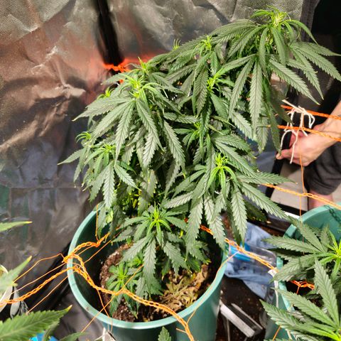 Gelatto#33 #3 growlog photo: Ta espectacular. Ahora le voy a meter un poco más de lst