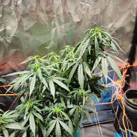 Gelatto#33 #2 growlog photo: Hoy antes del riego estaba con las hojas caídas. Ahora ya se ven bien