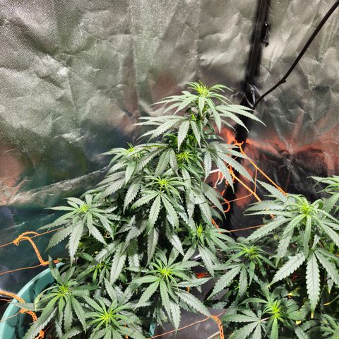 Gelatto#33 #1 growlog photo: Esta se nota claramente la cálidas superior del ferti. No se pasa de nutrientes, color verde muy vivo, lindo crecimiento, 