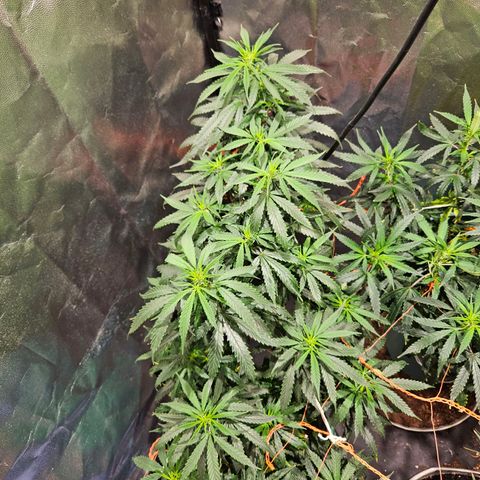 Gelatto#33 #1 growlog timeline photo