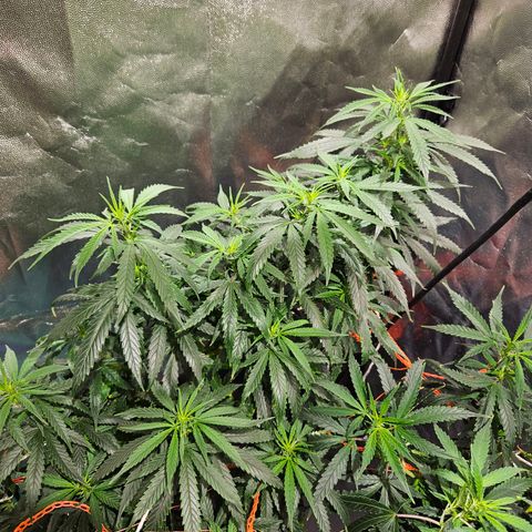Gelatto#33 #1 growlog timeline photo