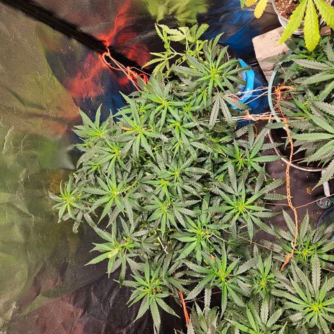 Gelatto#33 #2 growlog timeline photo