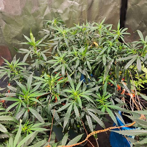 Gelatto#33 #2 growlog timeline photo