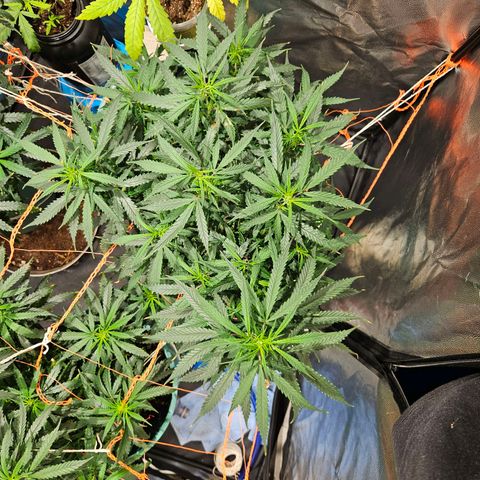 Gelatto#33 #3 growlog timeline photo