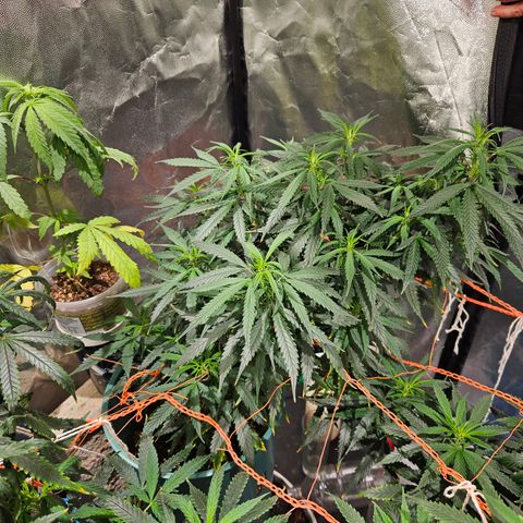 Gelatto#33 #3 growlog timeline photo