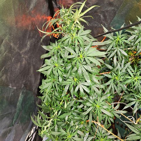 Gelatto#33 #1 growlog photo: Doble la punta que estaba más alta que el resto. Una rama de abajo también así no tapa tanta luz a las de más abajo. Comienza la etapa de flora