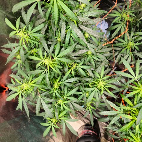 Gelatto#33 #2 growlog photo: 1lujo