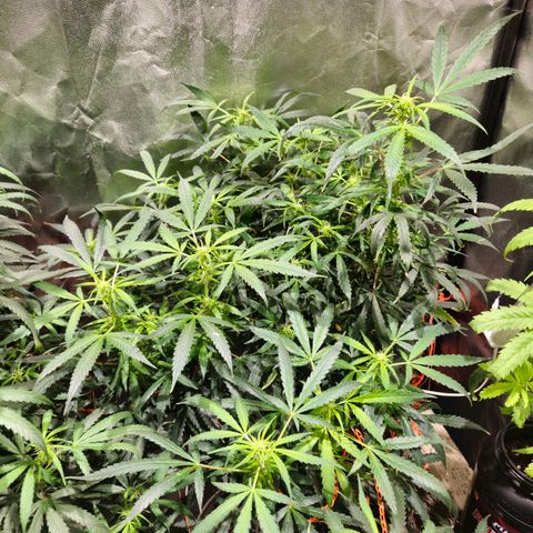 Gelatto#33 #3 growlog photo: 1lujo