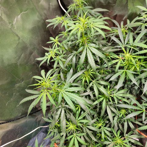 Gelatto#33 #1 growlog photo: 1lujazo