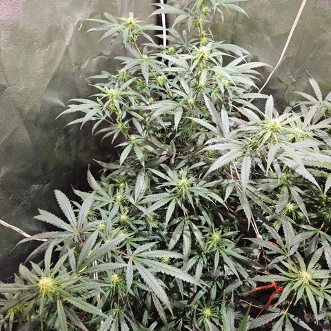 Gelatto#33 #1 growlog timeline photo