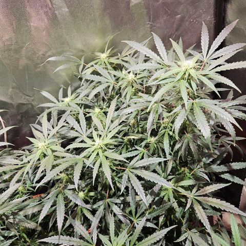 Gelatto#33 #2 growlog timeline photo