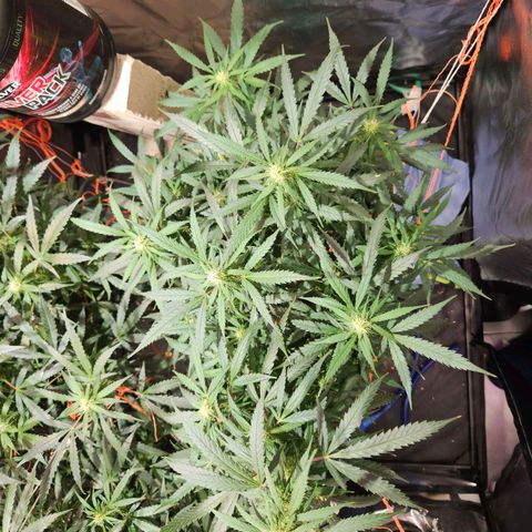 Gelatto#33 #3 growlog timeline photo