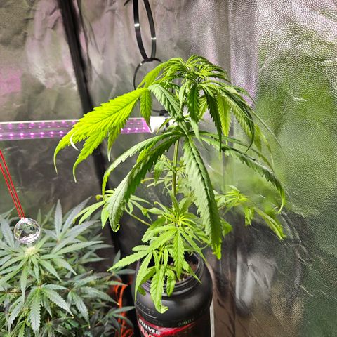 Gelatto#33 #1 growlog photo: La nn esperando a que sexe