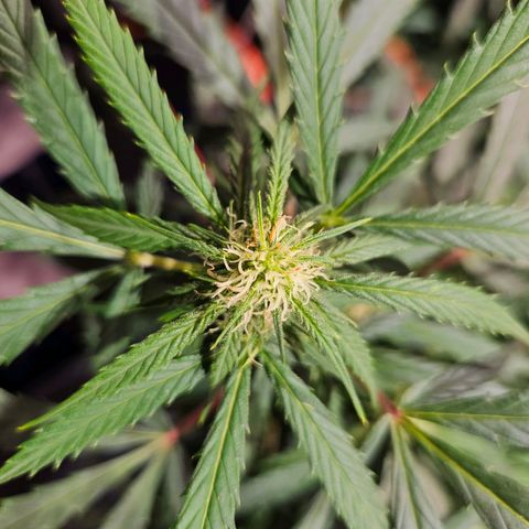 Gelatto#33 #3 growlog photo: 😍