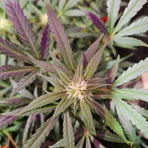 Gelatto#33 #2 growlog photo: 😋