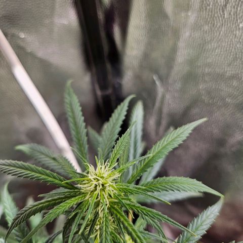 Gelatto#33 #1 growlog photo: 🤤🥳