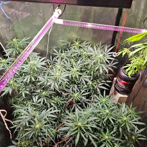 Gelatto#33 #1 growlog timeline photo