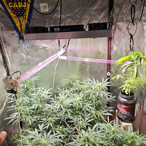 Gelatto#33 #1 growlog photo: BOOOOCAAAAAAA💙💛💙