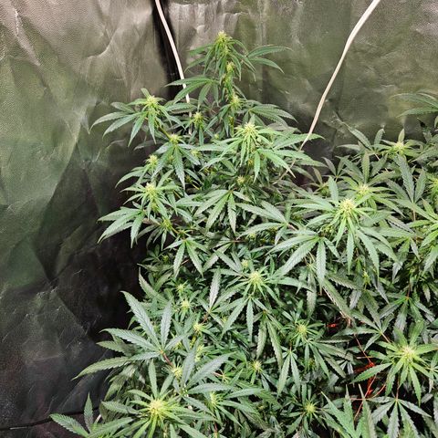 Gelatto#33 #1 growlog timeline photo