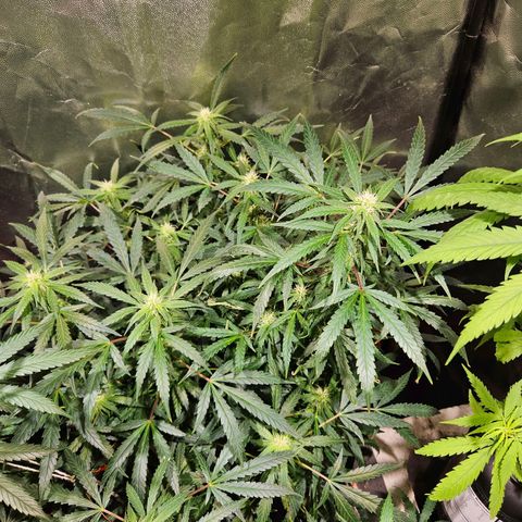 Gelatto#33 #2 growlog timeline photo