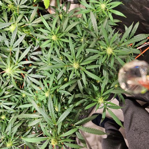 Gelatto#33 #3 growlog timeline photo
