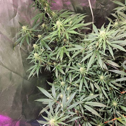 Gelatto#33 #1 growlog photo: HERRRRMOSAAA