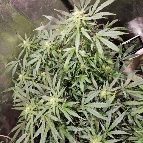 Gelatto#33 #2 growlog photo: Una preziozura