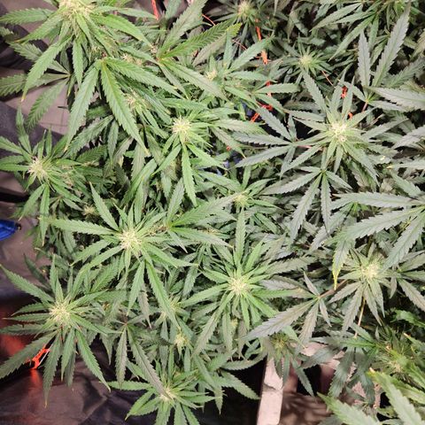 Gelatto#33 #3 growlog photo: Exquizitez
